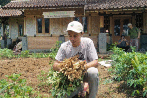 Pembuhan Iklim